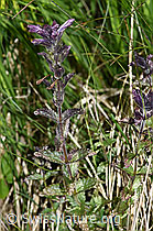 Alpenhelm (Bartsia alpina) (F170153)