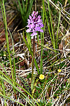 Geflecktes Knabenkraut (Dactylorhiza maculata) (F170160) Geflecktes Knabenkraut (Dactylorhiza maculata) (F170160)