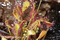 Langblättriger Sonnentau (Drosera anglica) (F170176) Langblättriger Sonnentau (Drosera anglica) (F170176)