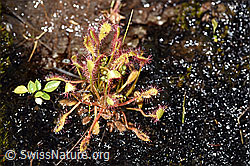 Langblättriger Sonnentau (Drosera anglica) (F170177) Langblättriger Sonnentau (Drosera anglica) (F170177)