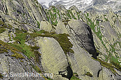 F170183: Gletscherschliff und Rundhöcker aus Aaaregranit