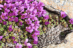 Gegenblättriger Steinbrech (Saxifraga oppositifolia). (F170293) Gegenblättriger Steinbrech (Saxifraga oppositifolia). (F170293)