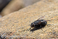 Calliphora vicina (Schmeissfliege) (07.2020, F170311)