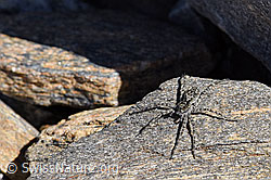 Pardosa saturatior (Wolfspinne) (07.2020, F170341)