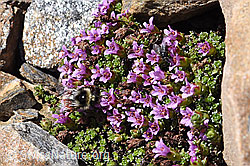 Berglandhummel (Bombus monticola) auf Gegenblättrigem Steinbrech (Saxifraga oppositifolia) (F170350) Berglandhummel (Bombus monticola) auf Gegenblättrigem Steinbrech (Saxifraga oppositifolia) (F170350)