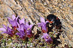Gegenblättriger Steinbrech (Saxifraga oppositifolia)