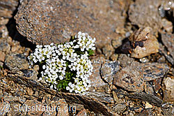 Kurzstängelige Gämskresse (Pritzelago alpina ssp. brevicaulis) (F170374)