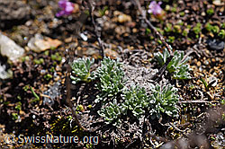 Artemisia genipi (F170388)