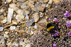 Heide-Erdhummel (Bombus cryptarum) an Gegenblättrigem Steinbrech (Saxifraga oppositifolia) (F170392) Heide-Erdhummel (Bombus cryptarum) an Gegenblättrigem Steinbrech (Saxifraga oppositifolia) (F170392)
