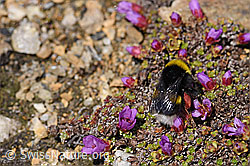 Heide-Erdhummel (Bombus cryptarum) an Gegenblättrigem Steinbrech (Saxifraga oppositifolia) (F170394) Heide-Erdhummel (Bombus cryptarum) an Gegenblättrigem Steinbrech (Saxifraga oppositifolia) (F170394)