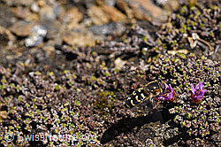 Gegenblättriger Steinbrech (Saxifraga oppositifolia)