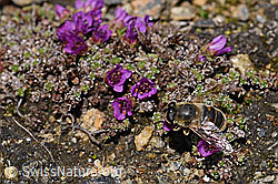 Mistbiene (Eristalis tenax) auf gegenblättrigem Steinbrech (Saxifraga oppositifolia) (F170401) Mistbiene (Eristalis tenax) auf gegenblättrigem Steinbrech (Saxifraga oppositifolia) (F170401)