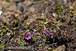 Mistbiene (Eristalis tenax) auf gegenblättrigem Steinbrech (Saxifraga oppositifolia) (F170407) Mistbiene (Eristalis tenax) auf gegenblättrigem Steinbrech (Saxifraga oppositifolia) (F170407)