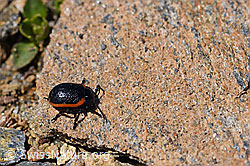 Rotsaum-Blattkäfer (Chrysolina sanguinolenta) (07.2020, F170410)