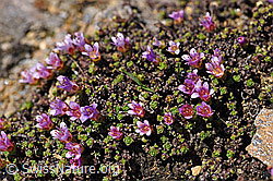 Gegenblättriger Steinbrech (Saxifraga oppositifolia) (F170416) Gegenblättriger Steinbrech (Saxifraga oppositifolia) (F170416)