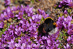 Heide-Erdhummel (Bombus cryptarum) an Gegenblättrigem Steinbrech (Saxifraga oppositifolia) (F170420) Heide-Erdhummel (Bombus cryptarum) an Gegenblättrigem Steinbrech (Saxifraga oppositifolia) (F170420)