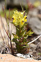 Schmalblättriger Klappertopf (Rhinanthus glacialis) (07.2020, F170624)