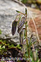 Bärtige Glockenblume (Campanula barbata) (F170625)