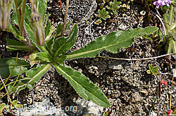 Bärtige Glockenblume (Campanula barbata) (F170627)