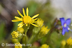Alpen-Goldrute (Solidago virgaurea ssp. minuta) (F170633)