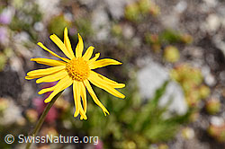 Gämswurz-Greiskraut (Senecio doronicum) (07.2020, F170636)