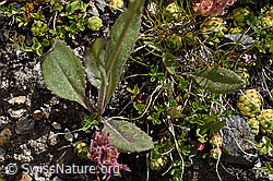Gämswurz-Greiskraut (Senecio doronicum) (07.2020, F170637)
