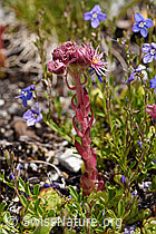 Berg-Hauswurz (Sempervivum montanum) (07.2020, F170647)