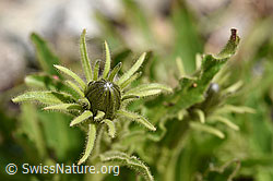 Weissliches Habichtskraut (Hieracium intybaceum) (F170659)