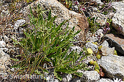 Weissliches Habichtskraut (Hieracium intybaceum) (F170663)