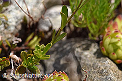 Felsen-Ehrenpreis (Veronica fruticans) (07.2020, F170673)