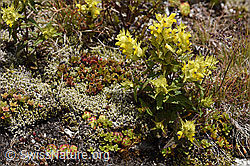 Schmalblättriger Klappertopf (Rhinanthus glacialis) (07.2020, F170676)
