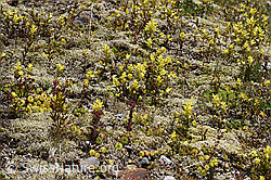 Schmalblättriger Klappertopf (Rhinanthus glacialis) (07.2020, F170677)