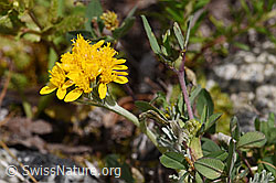 Graues Greiskraut (Senecio incanus) (07.2020, F170699)