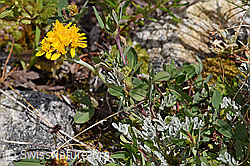 Graues Greiskraut (Senecio incanus) (07.2020, F170701)
