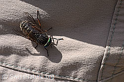 Hybomitra montana (Bremse) (07.2020, F170702)