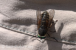 Hybomitra montana (Bremse) (07.2020, F170703)