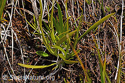 Kelch-Simsenlilie (Tofieldia calyculata) (F170713) Kelch-Simsenlilie (Tofieldia calyculata) (F170713)