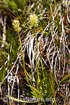 Kelch-Simsenlilie (Tofieldia calyculata) (07.2020, F170714)