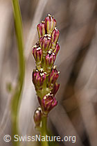 Kelch-Simsenlilie (Tofieldia calyculata) (07.2020, F170716)