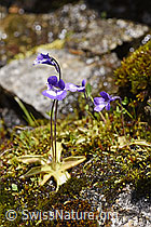 Dünnsporniges Fettblatt (Pinguicula leptoceras) (07.2020, F170740)