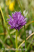 Schnittlauch (Allium schoenoprasum) (07.2020, F170756)