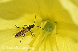 Zweijährige Nachtkerze (Oenothera biennis)