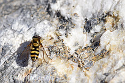 Kleine Schwebfliege (Syrphus vitripennis) (19.07.2020, F171069)