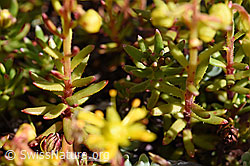 Bewimperter Steinbrech (Saxifraga aizoides) (19.07.2020, F171071)