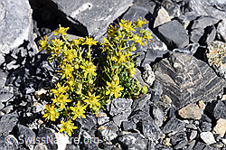 Bewimperter Steinbrech (Saxifraga aizoides) (19.07.2020, F171075)