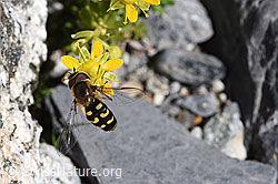Mondfleck-Feldschwebfliege (Eupeodes luniger) (19.07.2020, F171092)