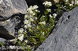 Ungleichblättriges Labkraut (Galium anisophyllon) (19.07.2020, F171127)