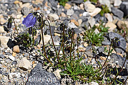 Niedliche Glockenblume (Campanula cochleariifolia) (07.2020, F171185)