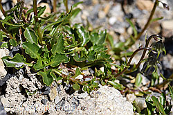 Niedliche Glockenblume (Campanula cochleariifolia) (07.2020, F171186)