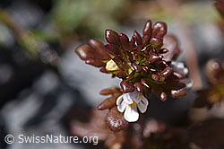 Zwerg-Augentrost (Euphrasia minima) (07.2020, F171191)